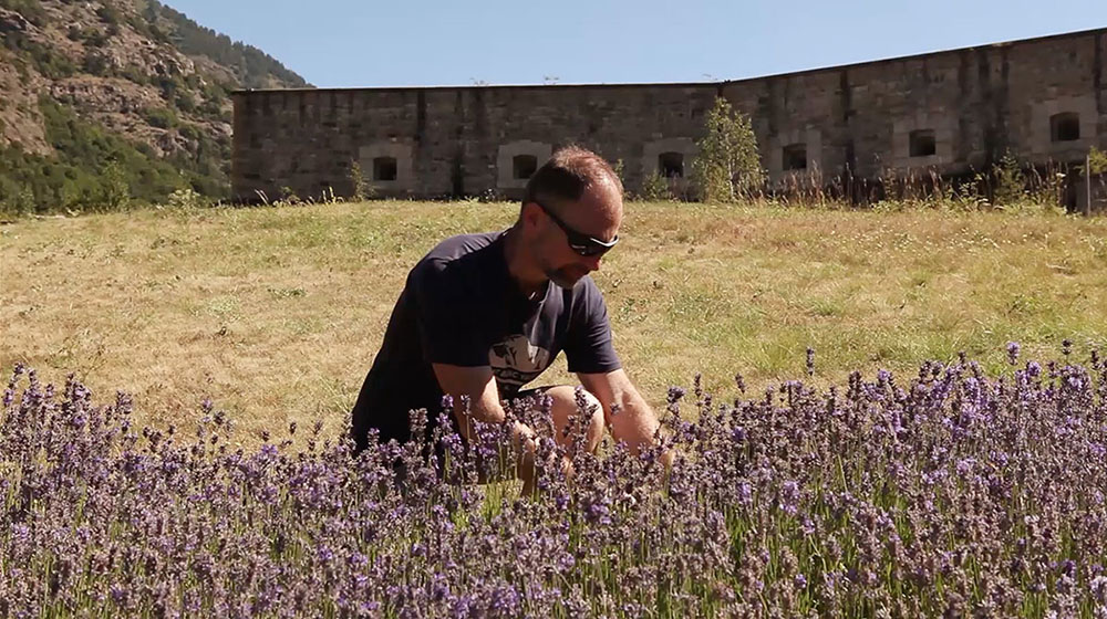 Brusafer lavanda Exilles